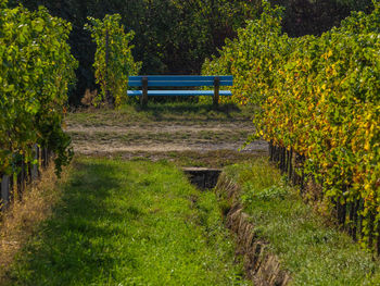 Bench in park during autumn