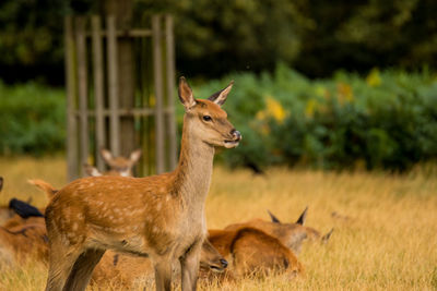 Close-up of deer on field