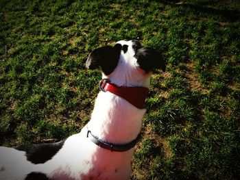 High angle view of dog on field