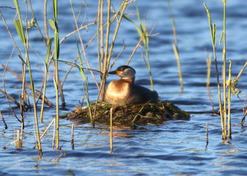 Duck swimming in lake