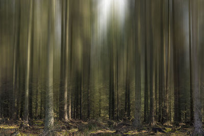 Abstract view of tree trunks with blurry top halves. 