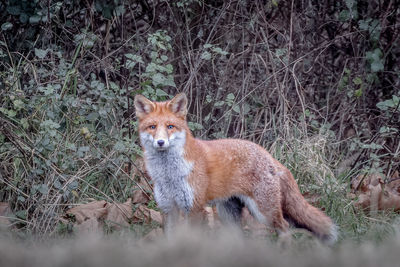 Fox standing on field