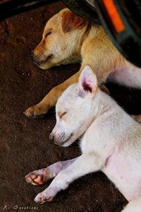 High angle view of two dogs