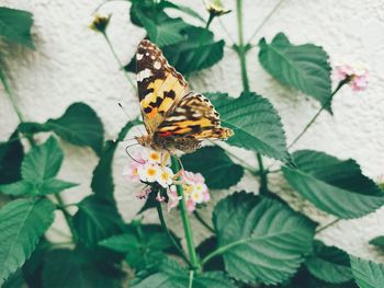 Close-up of butterfly pollinating on flower