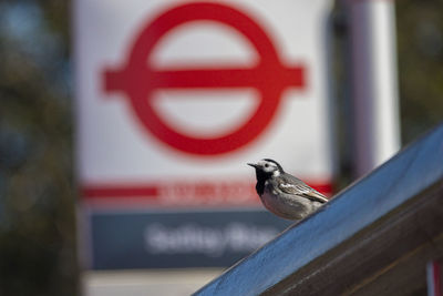 Close-up of bird perching on metal