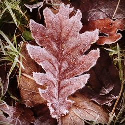 Close-up of dry leaves on ground