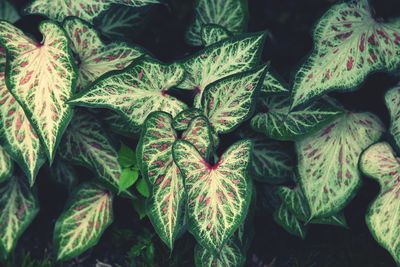 Full frame shot of fresh green leaves