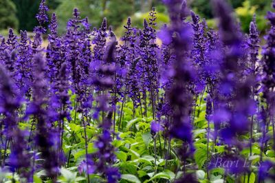 Close-up of purple flowering plants on field