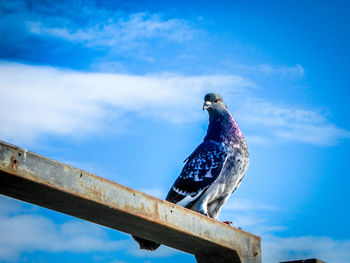 Low angle view of birds perched on blue sky