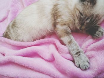 Close-up of cat sleeping on bed