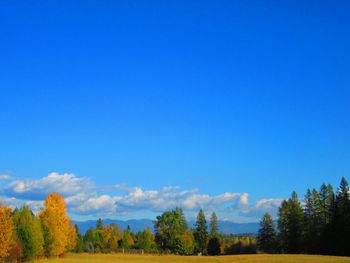 Trees on landscape against blue sky