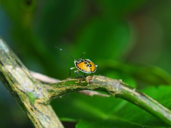 Close-up of insect on plant