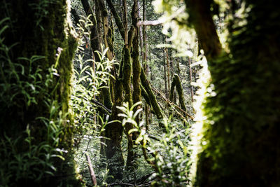 Close-up of lichen on tree trunk