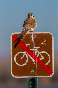 Close-up of bird perching on road sign against sky