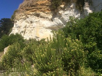 Plants growing on landscape against mountain