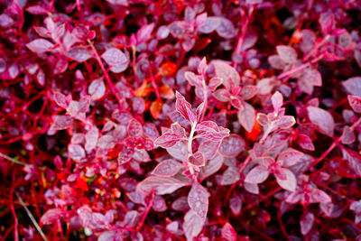 Full frame shot of flowering plants