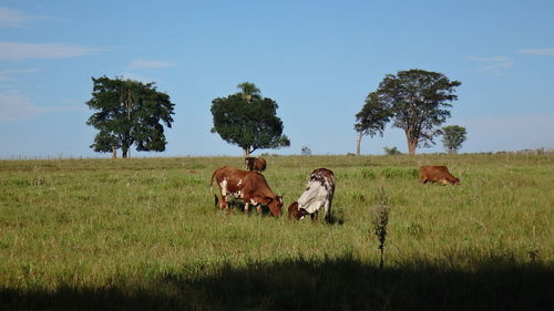 Horse grazing on grassy field