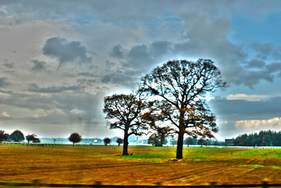 Bare tree on grassy field against cloudy sky