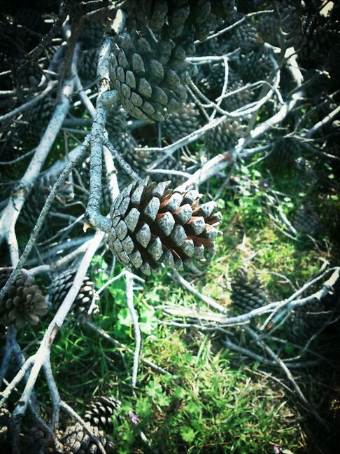 branch, growth, tree, nature, plant, close-up, pine cone, outdoors, leaf, day, tranquility, no people, twig, fruit, dry, growing, beauty in nature, food and drink, high angle view, field