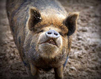 Close-up portrait of pig