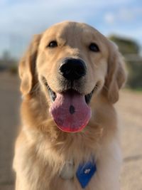 Close-up portrait of dog relaxing on road