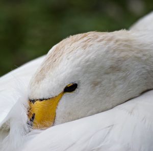 Close-up of swan preening