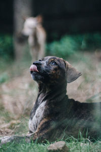 Black puppy sitting on the ground