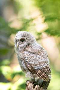 Close-up of a bird