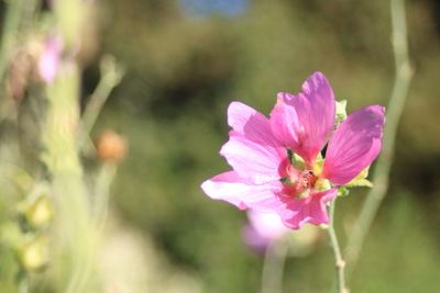 Close-up of pink flower