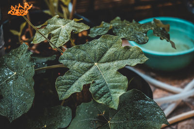 Close-up of leaves on plant