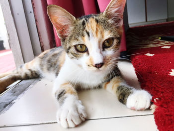 Portrait of cat resting on floor