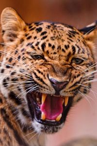 animal