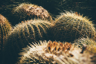 Close-up of cactus plant growing on field