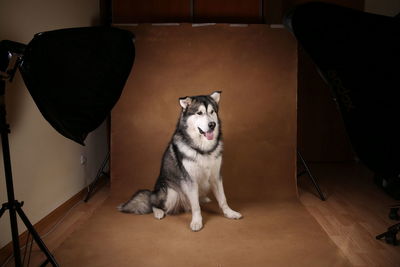 Portrait of dog sitting on chair at home