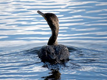 Waterbird swimming away for camera