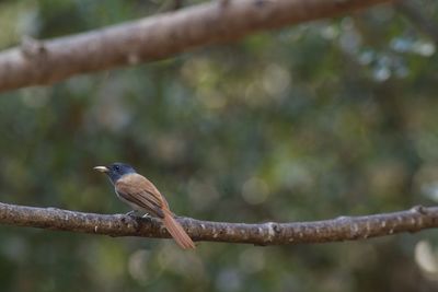 Close-up of bird perching on branch