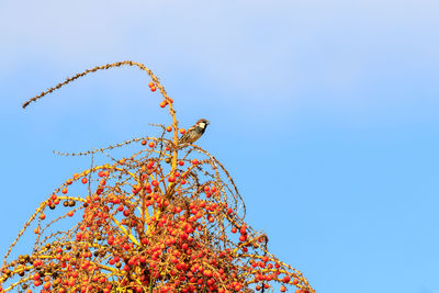 Low angle view of tree against blue sky