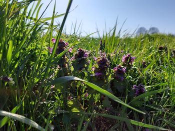 Close-up of purple flowering plants on field