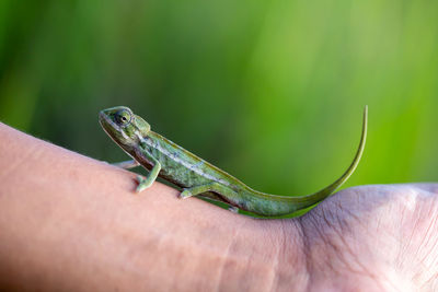 Close-up of lizard on hand