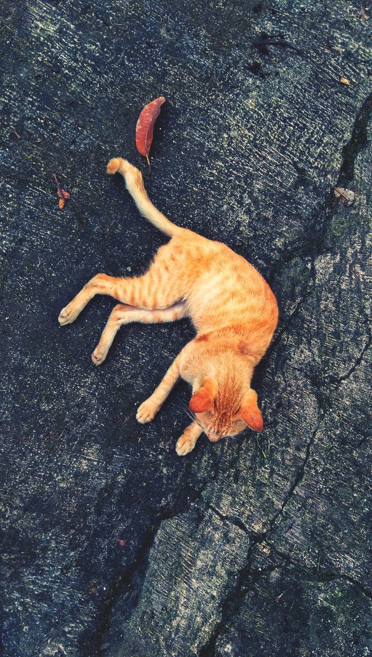 HIGH ANGLE VIEW OF A DOG LYING DOWN