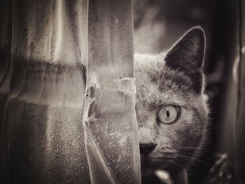 Close-up portrait of cat