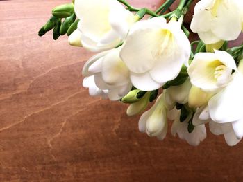 Close-up of magnolia on twig