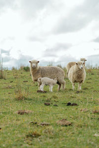 Sheep in a field