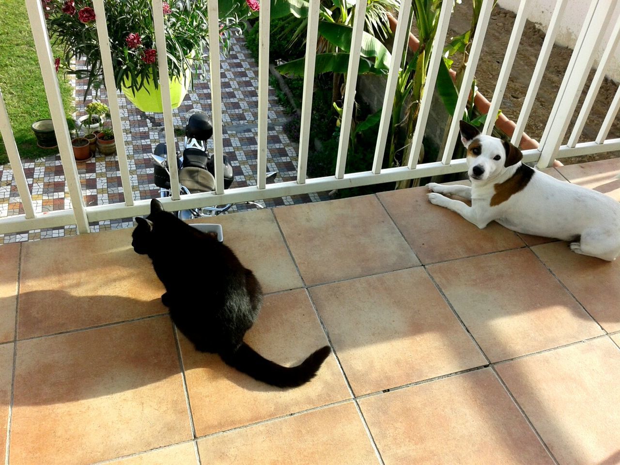 mammal, pets, domestic, domestic animals, one animal, vertebrate, canine, cat, dog, feline, domestic cat, no people, relaxation, black color, high angle view, tiled floor