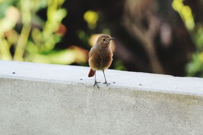 Close-up of bird perching on retaining wall