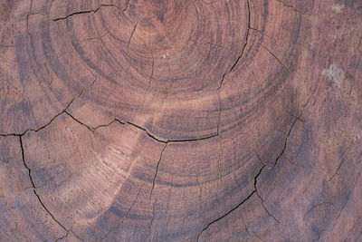Full frame shot of tree stump