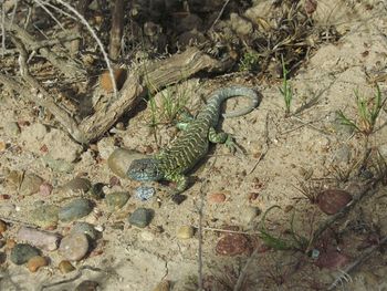 High angle view of lizard on ground