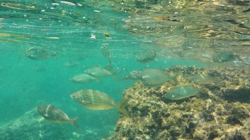 Underwater view of fish swimming in sea