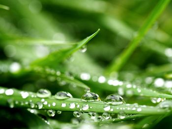 Close-up of water drops on leaf