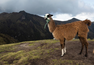 Horse standing in a field